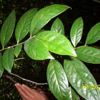 Diospyros walkeri (Wight) Gürke